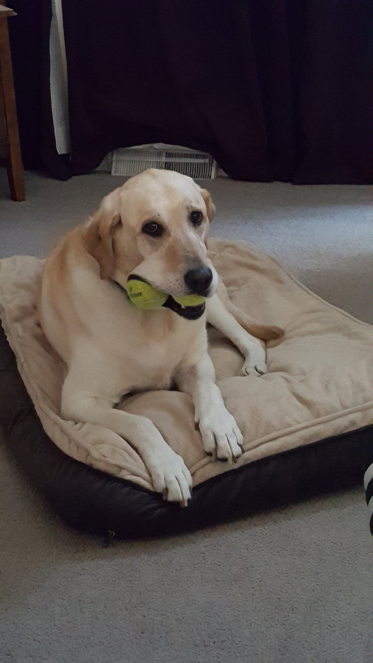 Dog Bone Name Stickers-5 pack